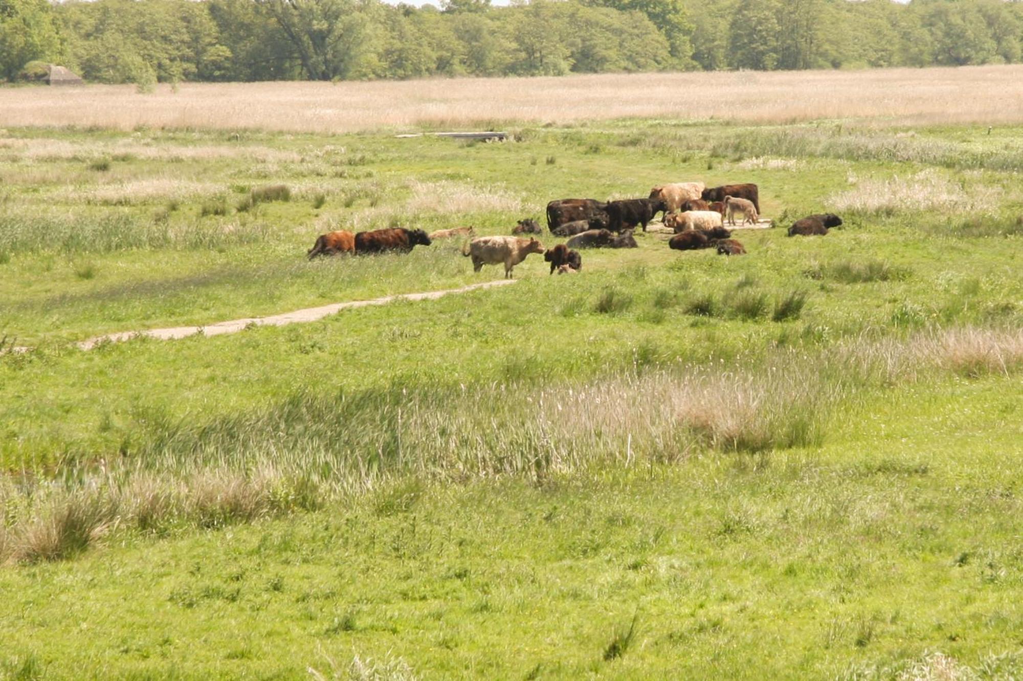Boerenhofstede De Overhorn Веесп Стая снимка